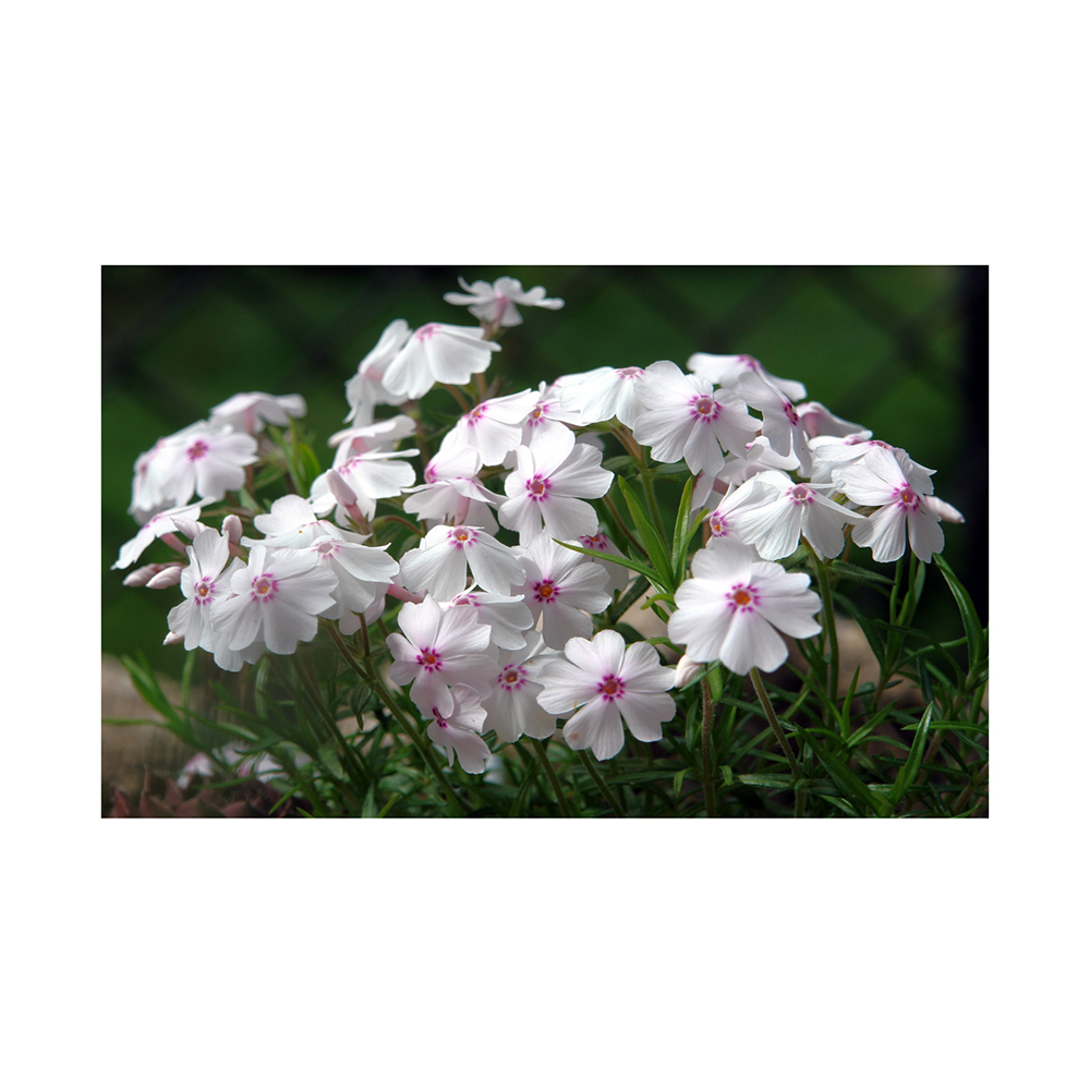 Флокс Амэйзинг Грейс шиловидный Р13 1шт /Phlox subulata Amazing Grace