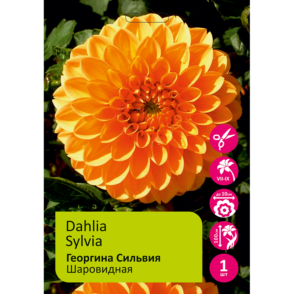 Георгина Сильвия 1шт/Dahlia Sylvia