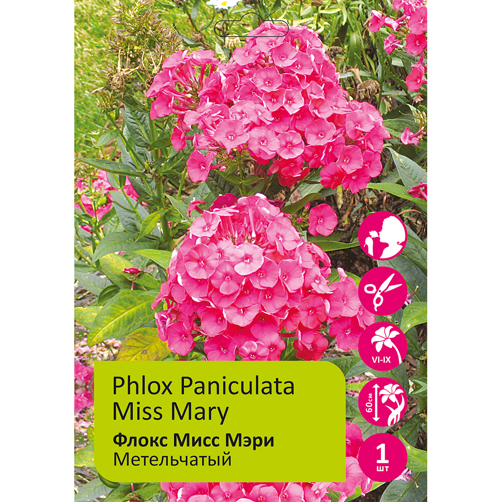 Флокс метельчатый Мисс Мэри 1шт/Phlox Paniculata Miss Mary
