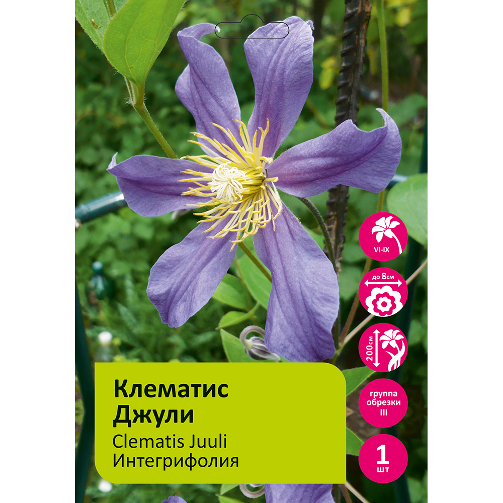 Клематис Джули 1шт гр.обрезки 3 / Clematis Juuli 