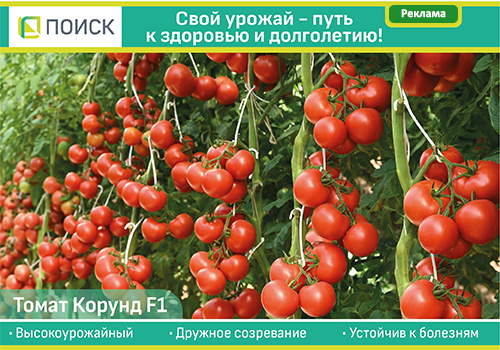 Поиск