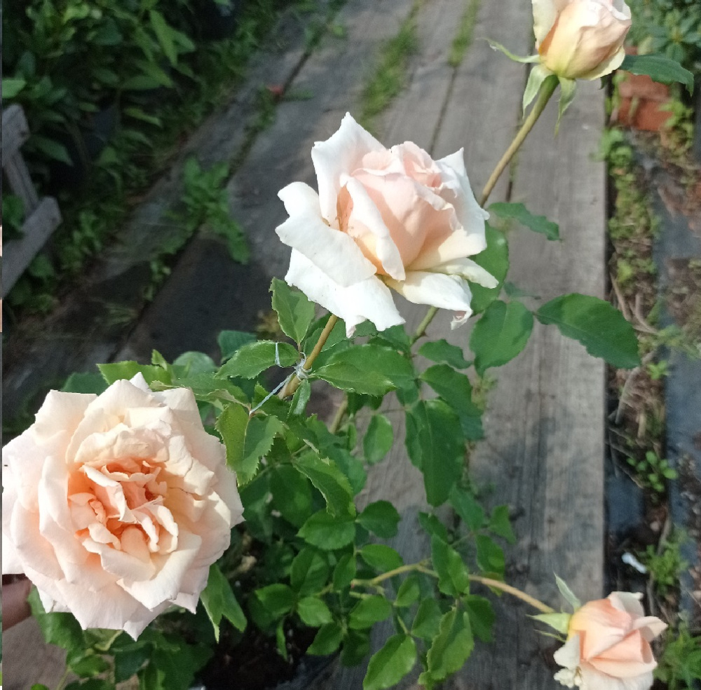 Роза Лаура чайно-гибридная 1шт. / Laura  / 20