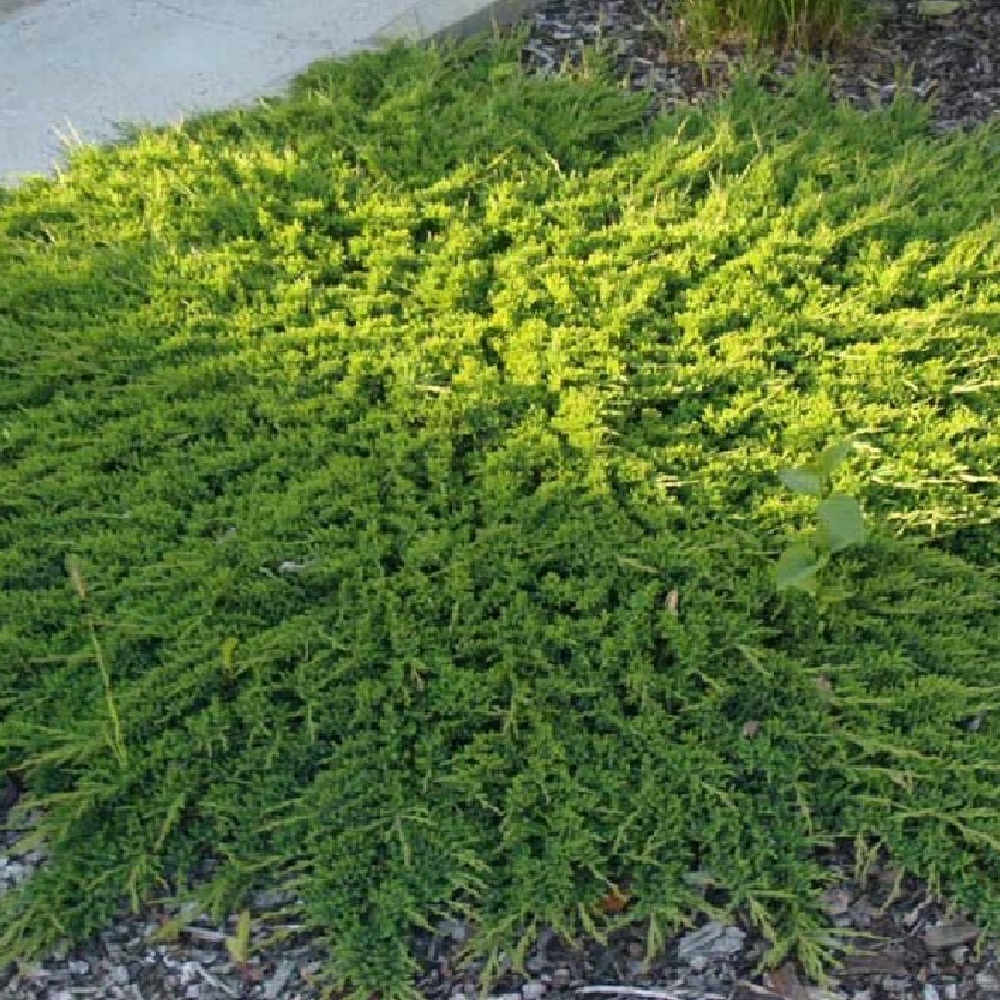 Можжевельник горизонтальный Принц Уэльский в горшке 5 л  1 шт