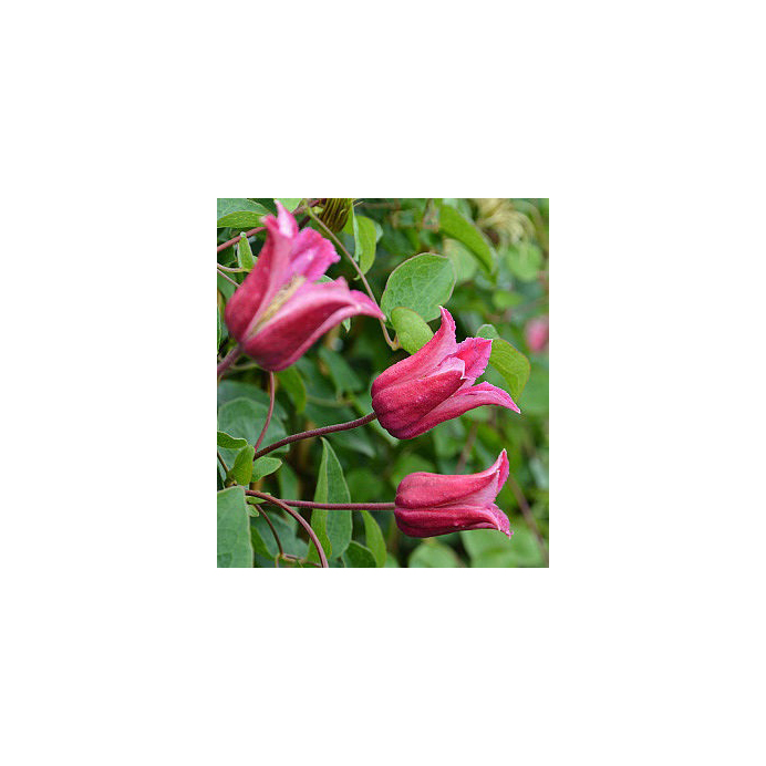 Клематис Хэппи Диана гр. обр.3 P9 1шт /Clematis Happy Diana