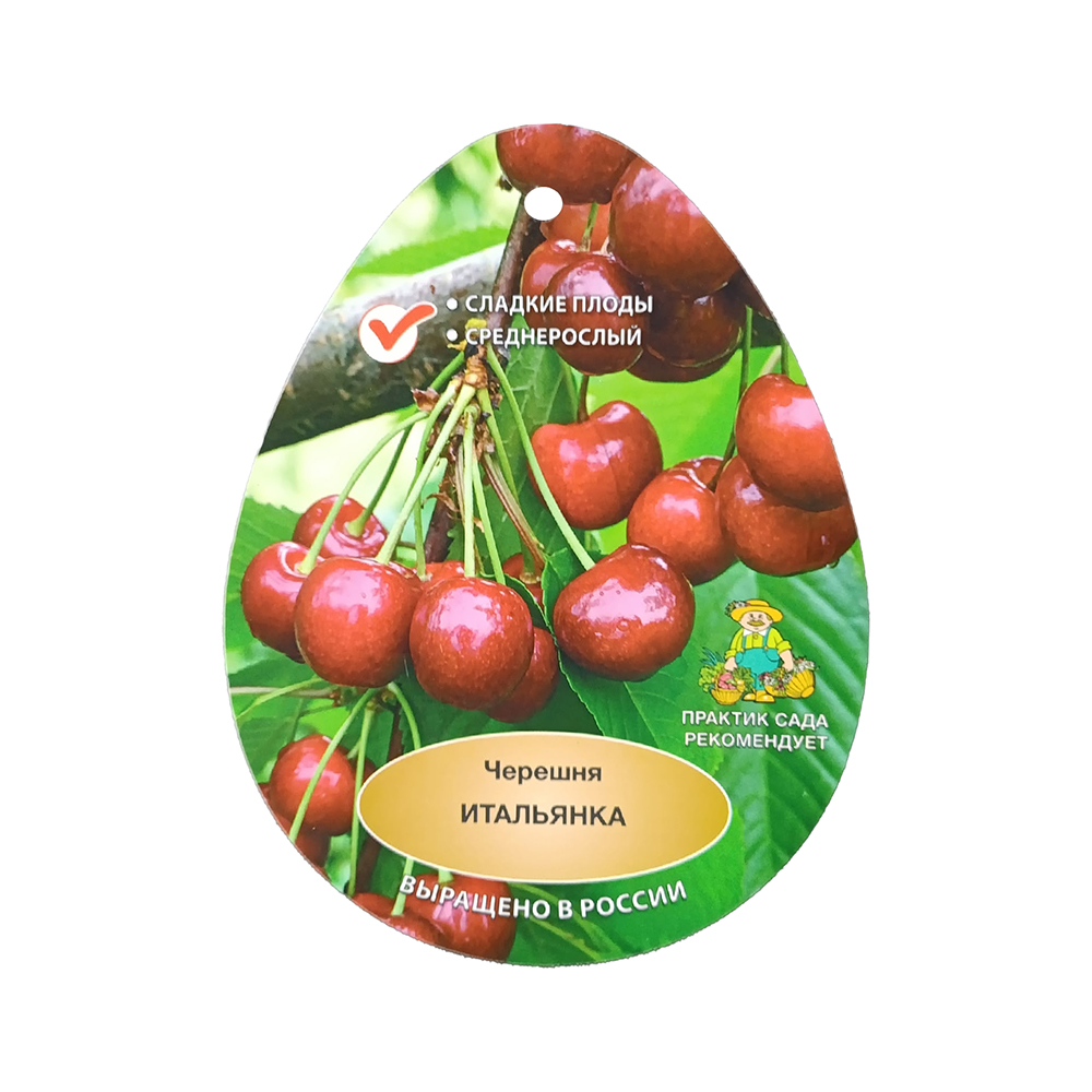 Черешня Итальянка 2-х лет (подвой клоновый, ВСЛ-2, в сетке)1шт