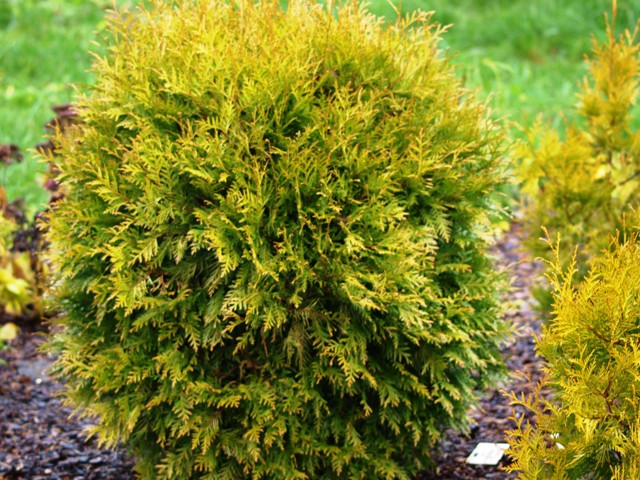 Туя западная Голден Глоб С3 Н30-40 1шт/Thuja occidentalis Golden Globe