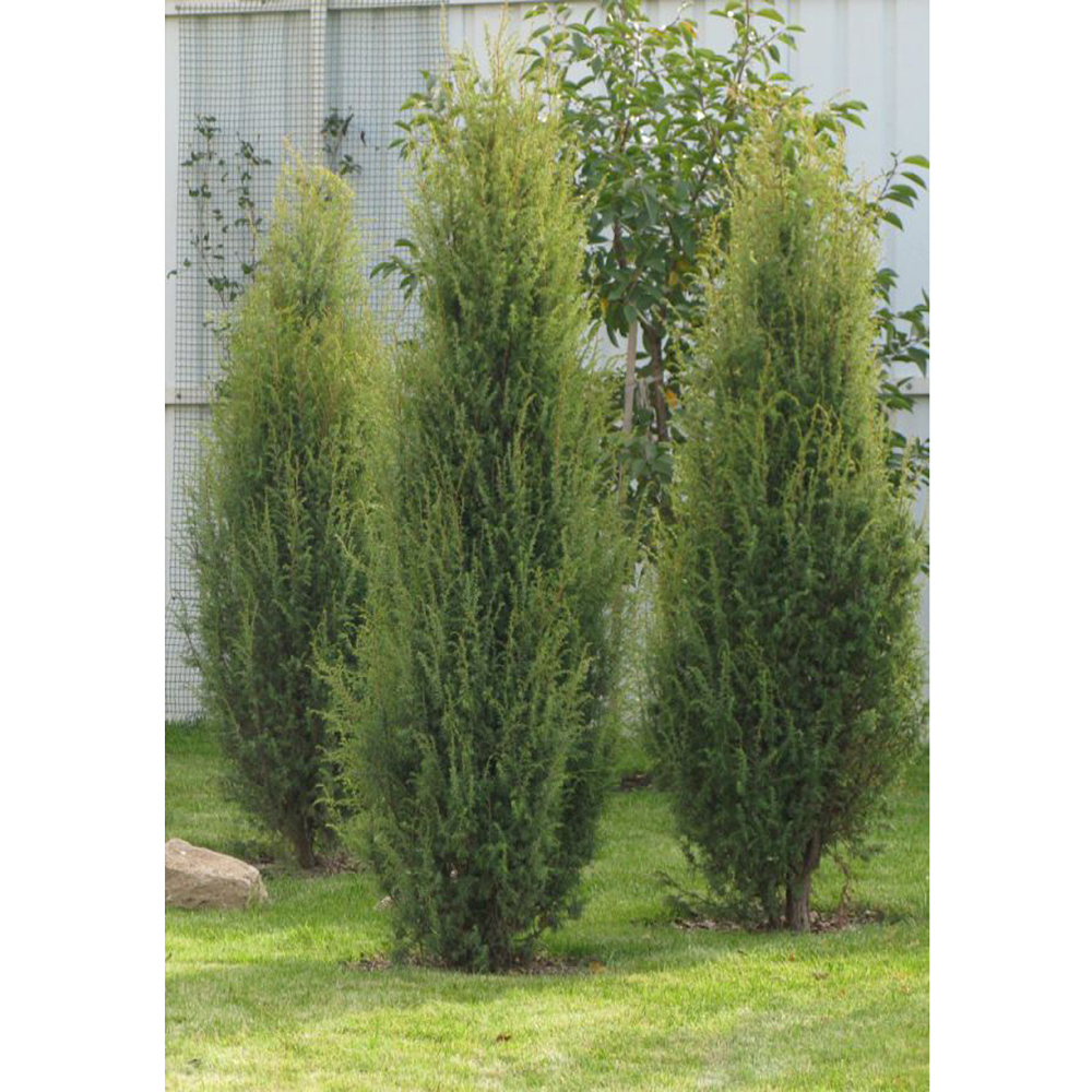 Можжевельник обыкновенный Суецика С5 1шт/Juniperus communis Suesica