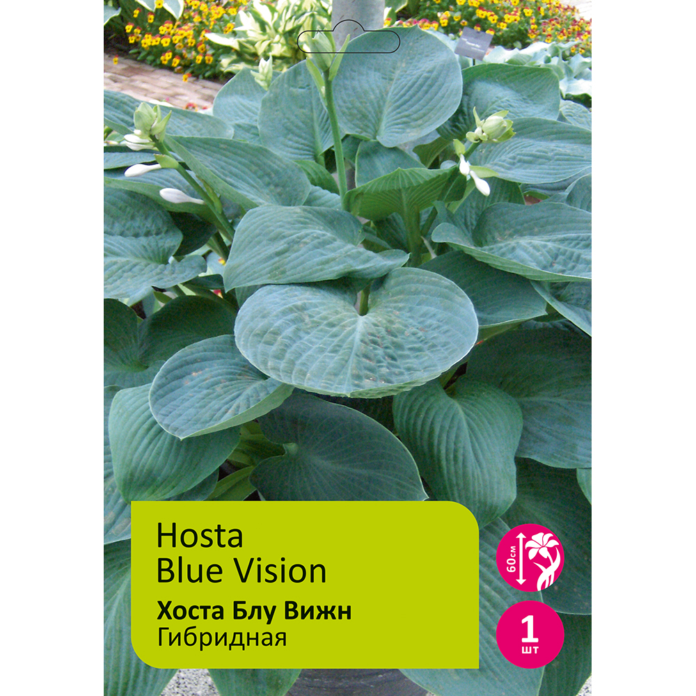 Хоста Блу Вижн 1шт/Hosta Blue Vision