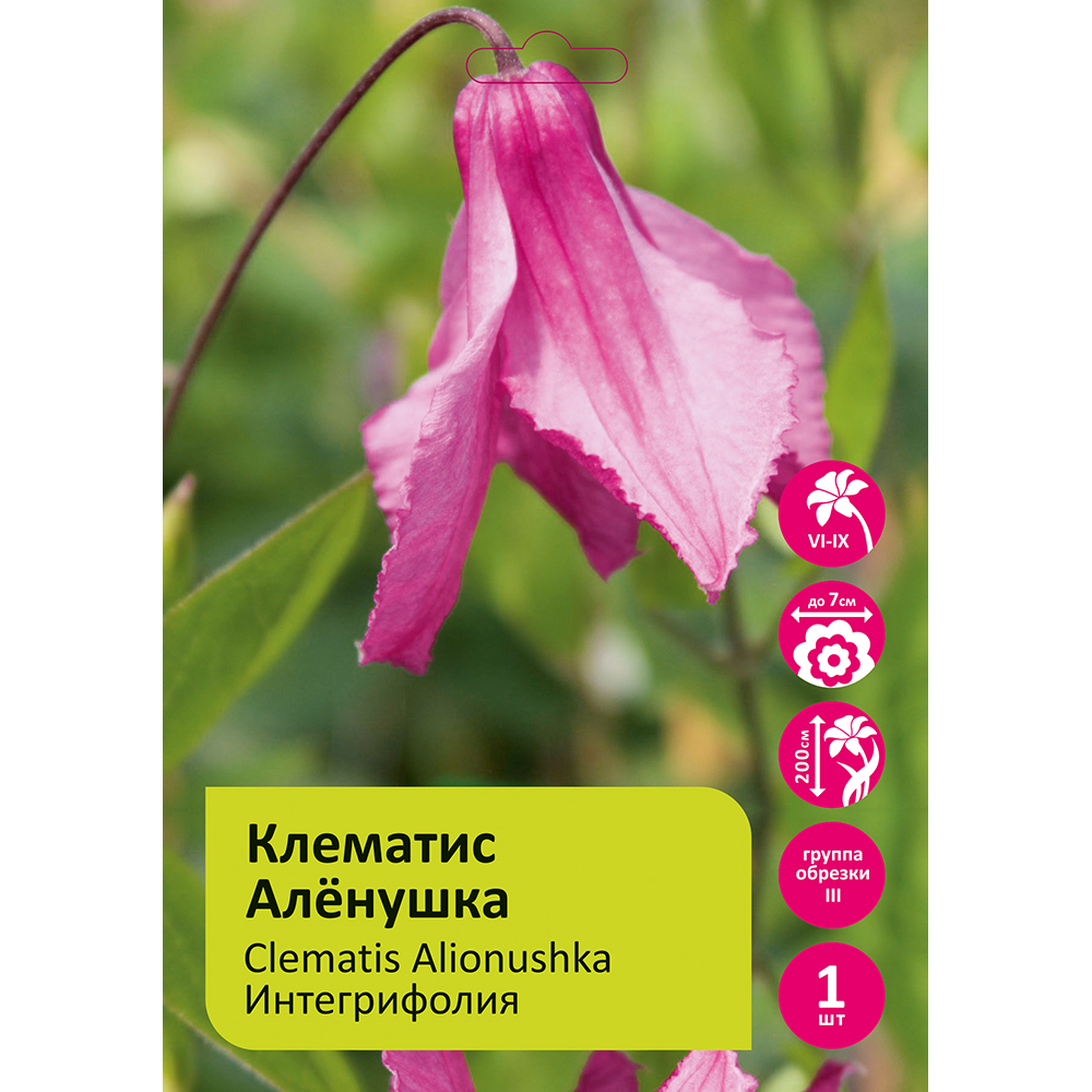 Клематис Аленушка 1шт гр.обрезки 3 /Clematis Alionushka 