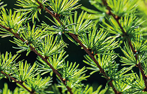 лиственница