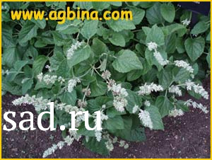 Ясколка войлочная Р9 1шт /Cerastrium tomentosum 