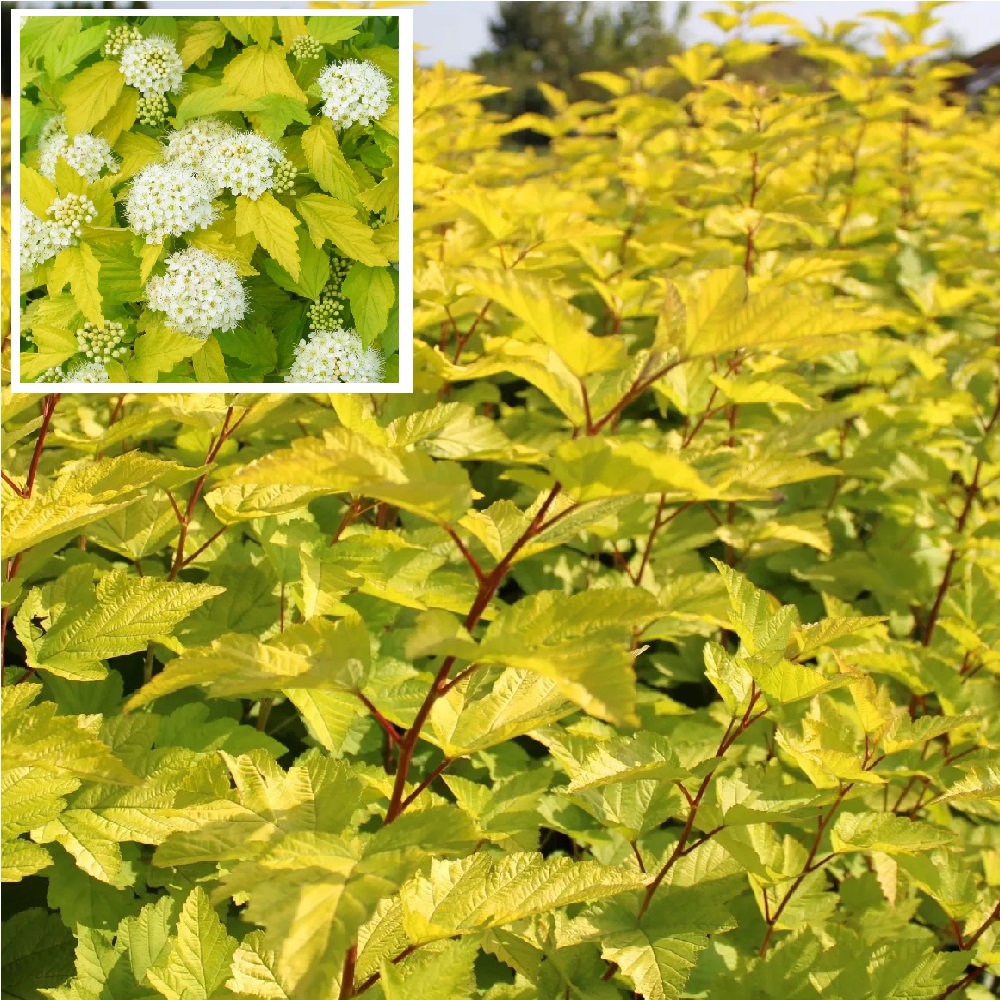 Пузыреплодник калинолистный Лютеус С3 1шт/Physocarpus opulifolius Luteus