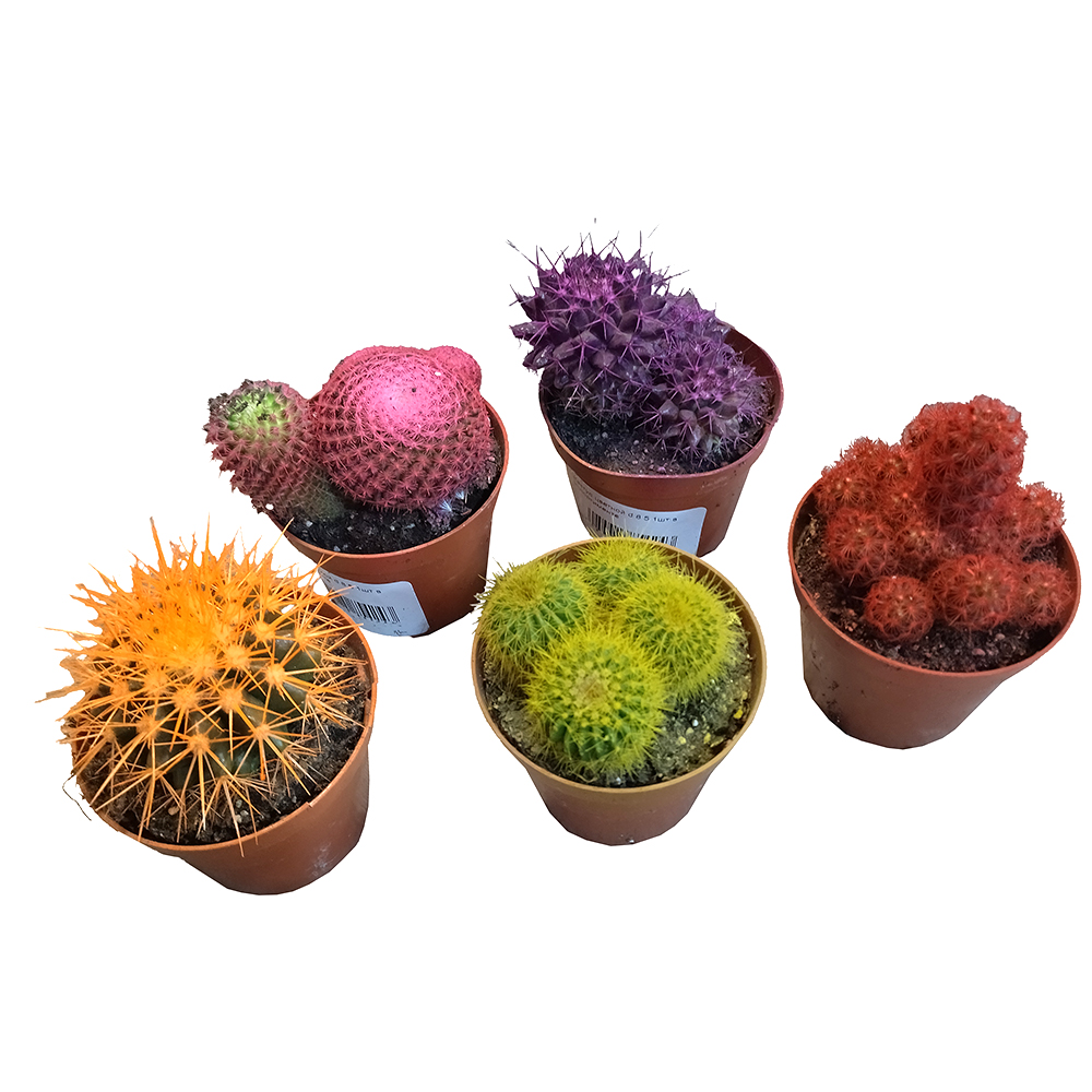 Кактус цветной в горшке диаметром 8,5см  в ассортименте / 1шт