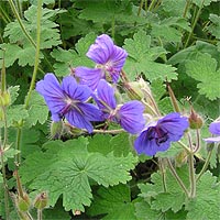 Герань грузинская Видовая норма Р9 1шт/Geranium ibericum