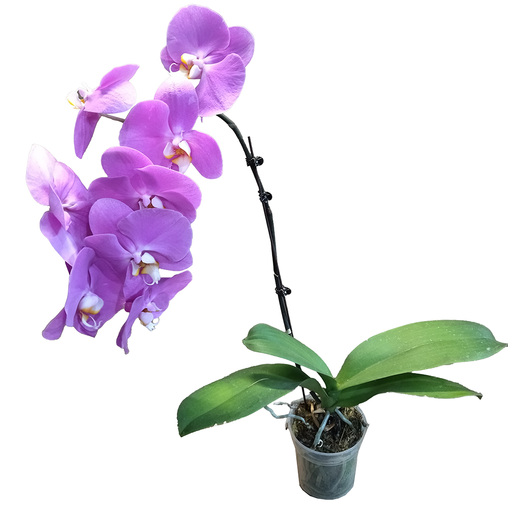 Фаленопсис повторное цветение в горшке диаметром 12см в ассортименте/ 1шт