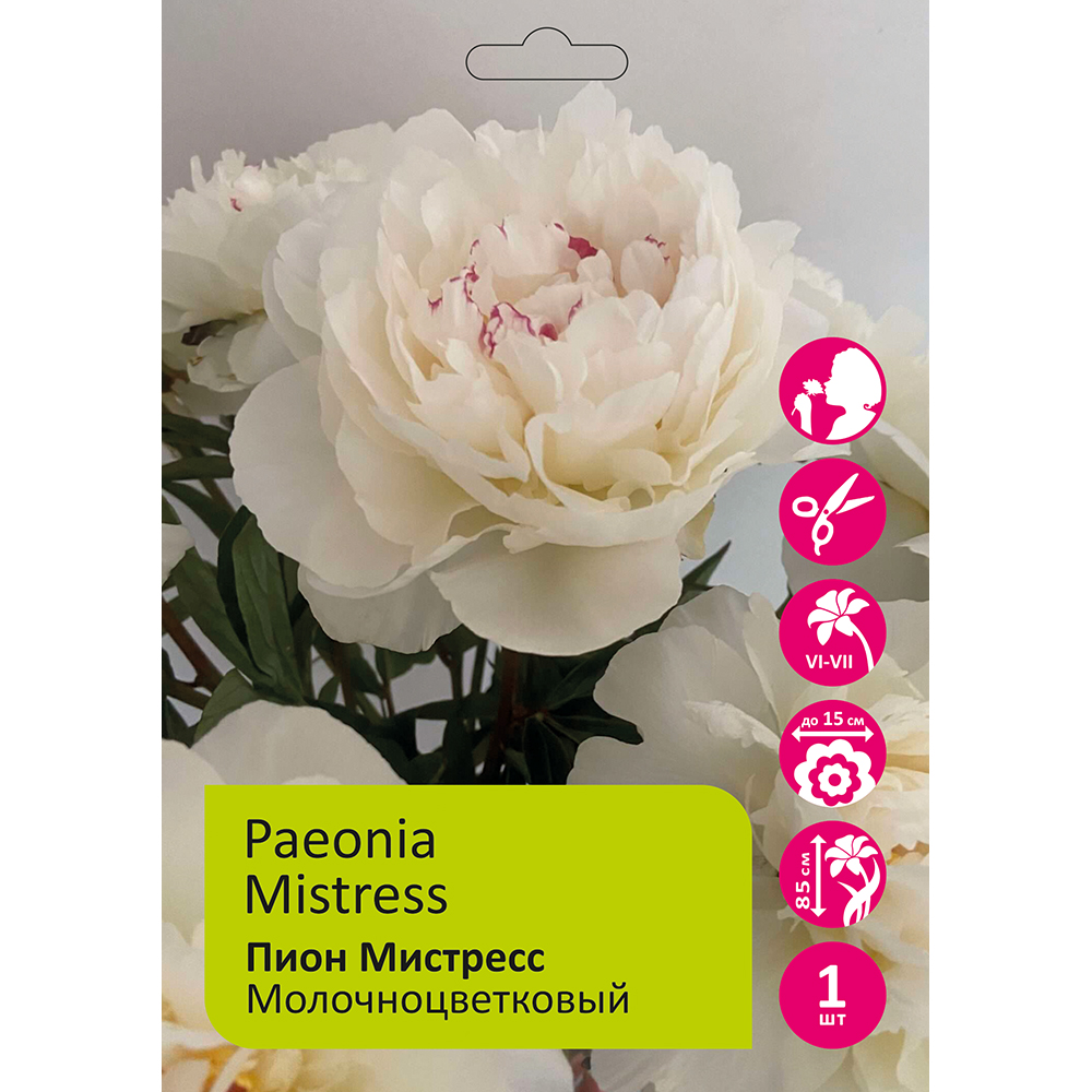 Пион молочноцветковый Мистресс 1шт 2/3 /Paeonia Mistress