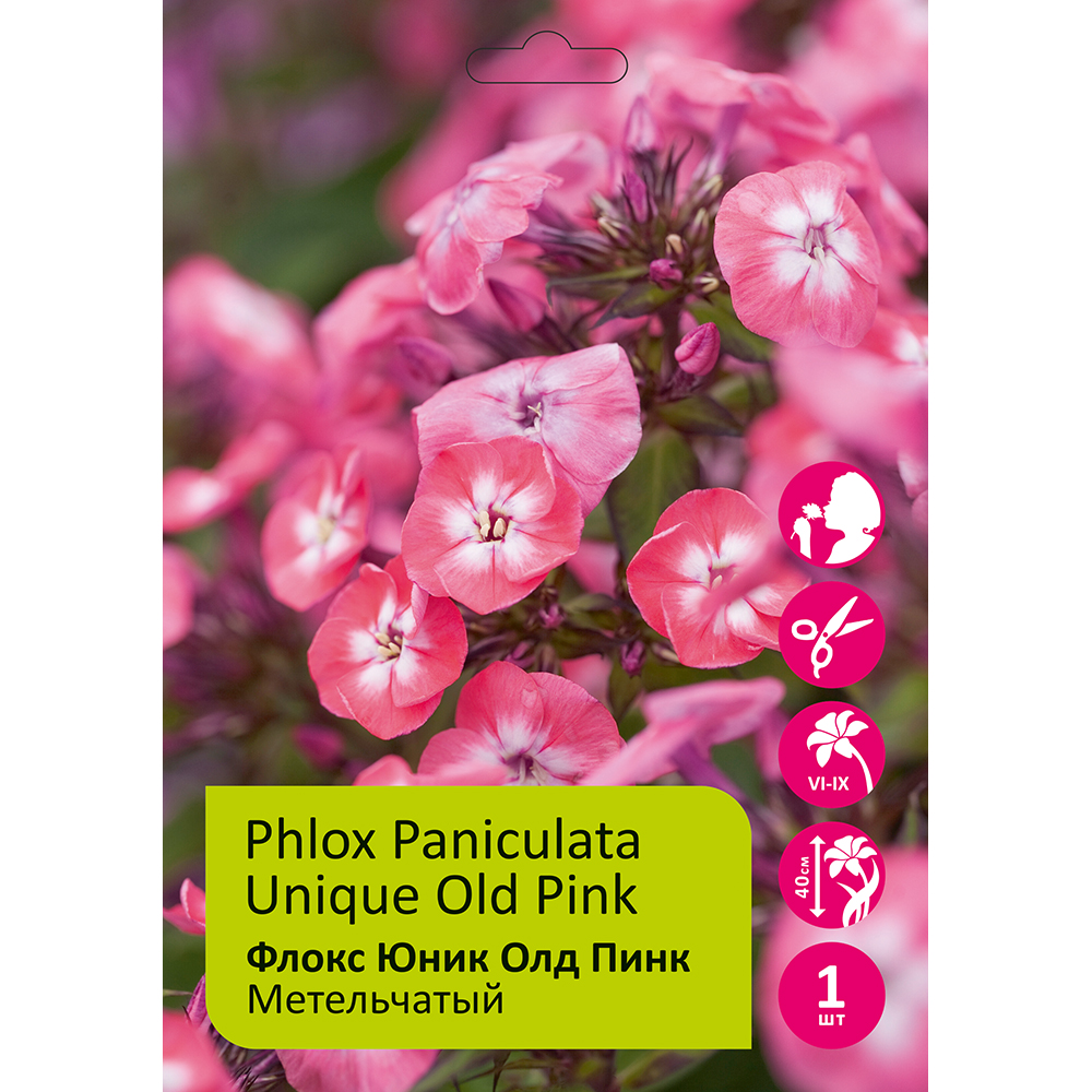 Флокс Юник Олд Пинк  1шт метельчатый/Phlox paniculata Unique Old Pink