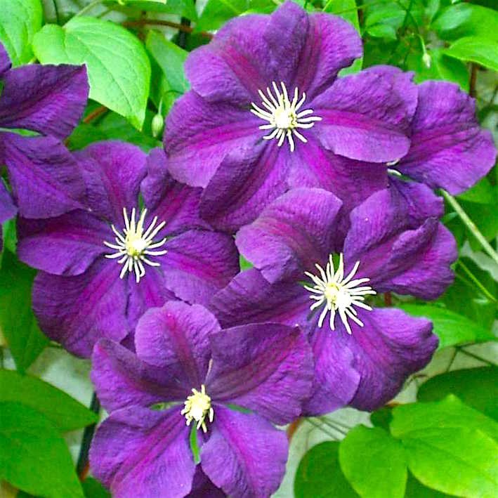 Клематис Этуаль Виолетт 1шт гр.обрезки 3 / Clematis Etoile Violette 