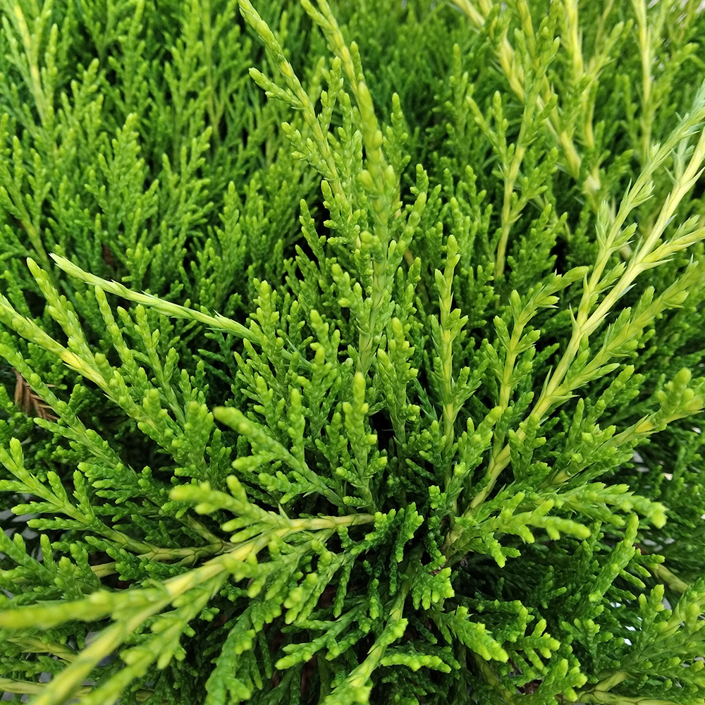 Можжевельник Пфитцера Олд Голд  С5 (высота 30-40см) 1шт/Juniperus pfitzeriana Old Gold