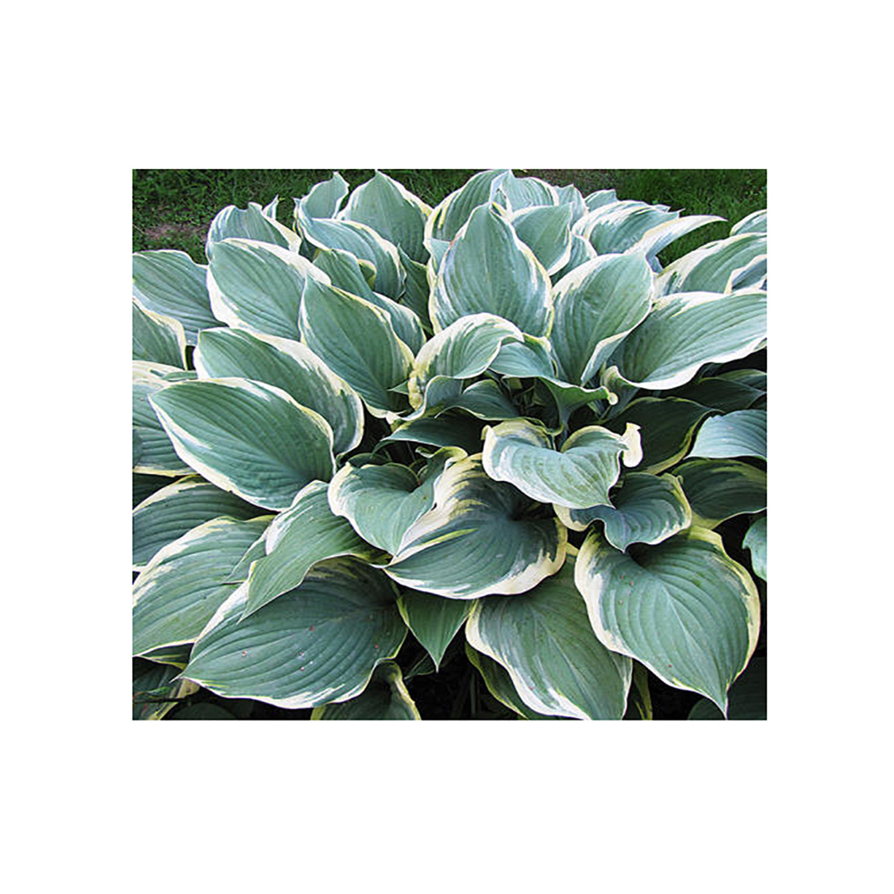 Хоста Регал Сплендор гибридная Р13 1шт/Hosta Regal Splendor 