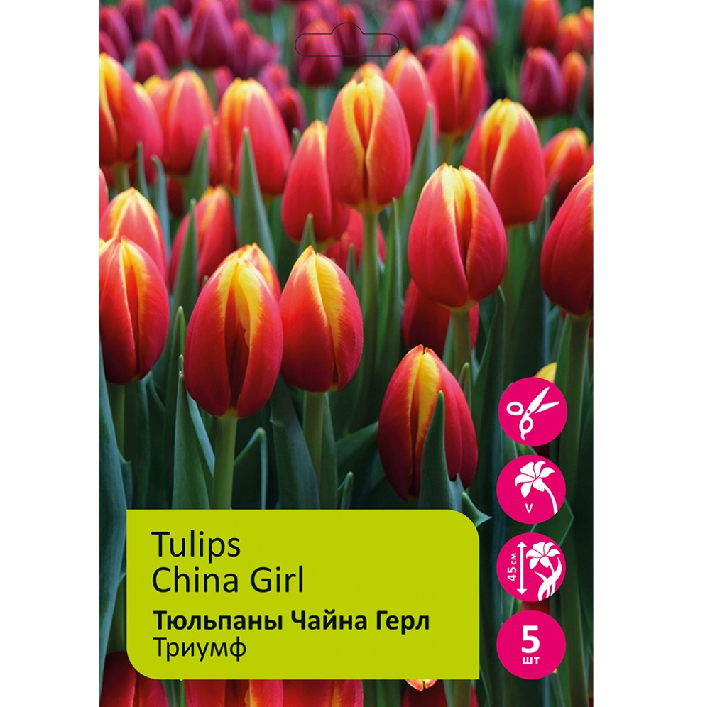 Тюльпаны Чайна Герл 5шт 12/+/Tulip China Girl