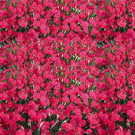 Гвоздика гратианополитанская Эммен Р9 1шт/Dianthus gratianopolitanus Emmen