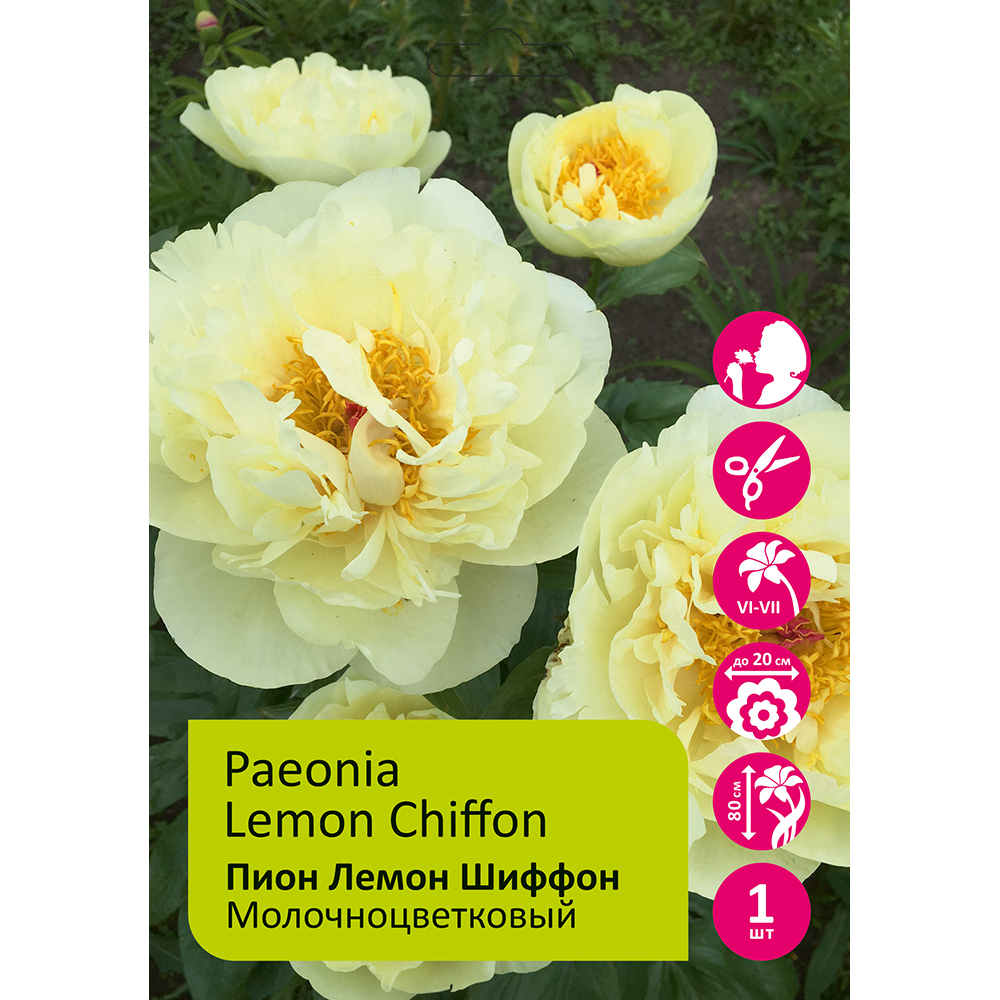 Пион молочноцветковый Лемон Шиффон 1шт 2/3 /Lemon Chiffon (Ning meng xue fang/Нин Мэн Сюэ Фан)
