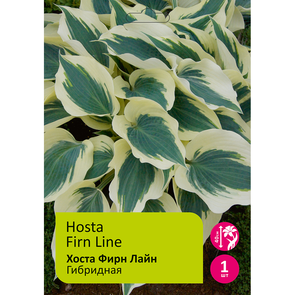 Луковичные Хоста Фирн Лайн 1шт/Hosta Firn Line