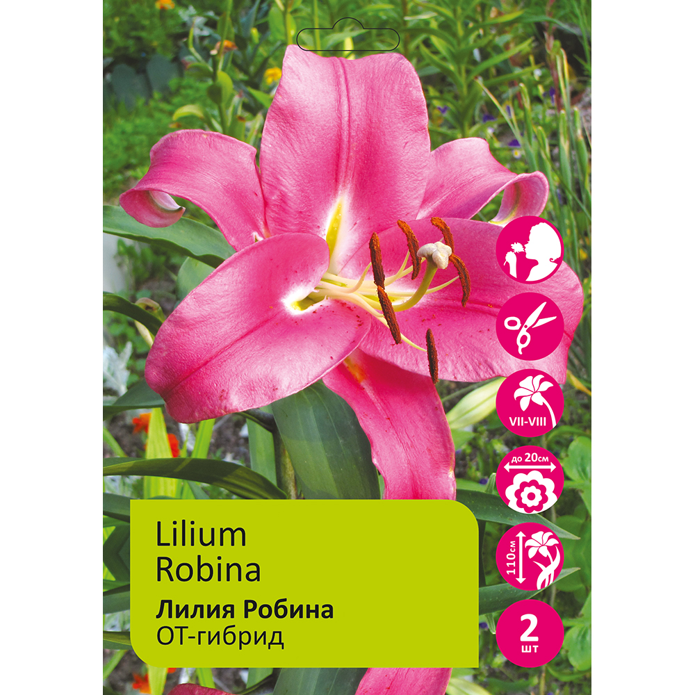 Лилия Робина 2шт 18/20 ОТ-гибрид /Lilium Robina