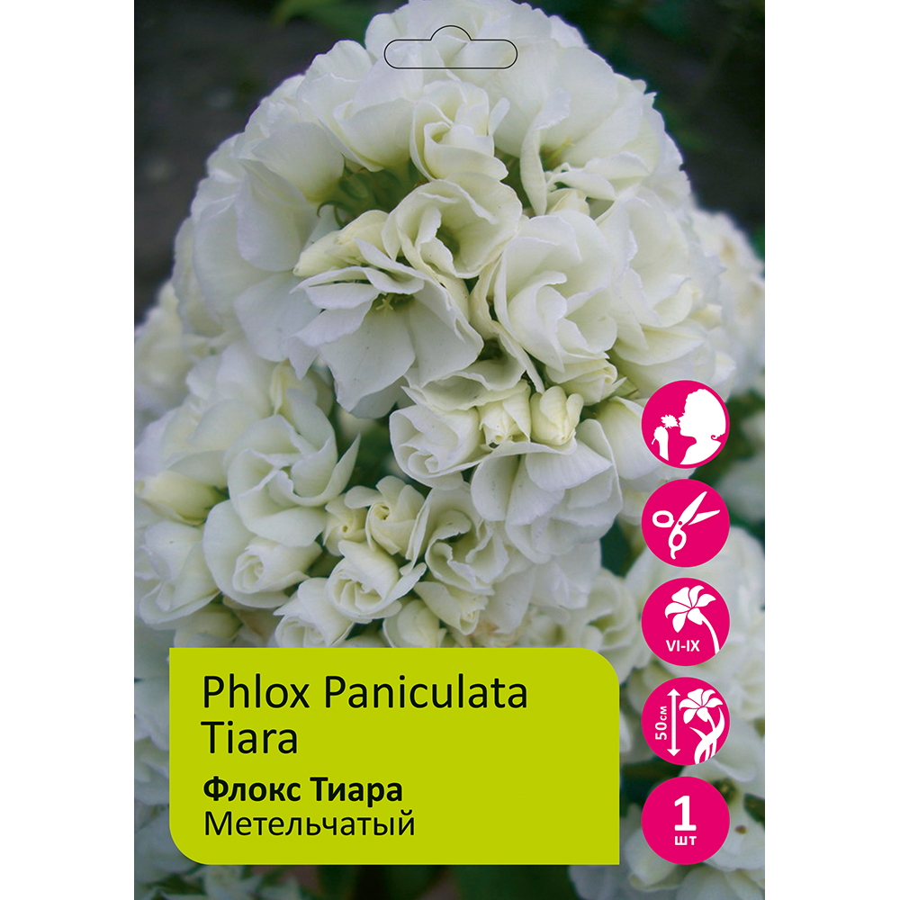 Флокс Тиара 1шт метельчатый /Phlox paniculata Tiara