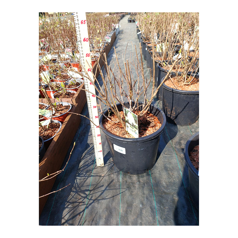 Гортензия метельчатая Скайфолл Френне С16 1шт/Hydrangea paniculata SKYFALL Frenne