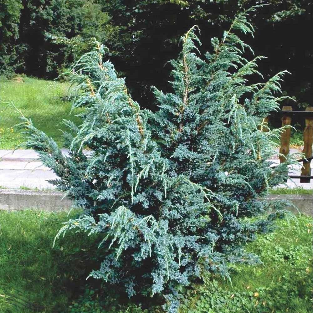 Можжевельник чешуйчатый Мейери С5 1шт/Juniperus squamata Meyeri