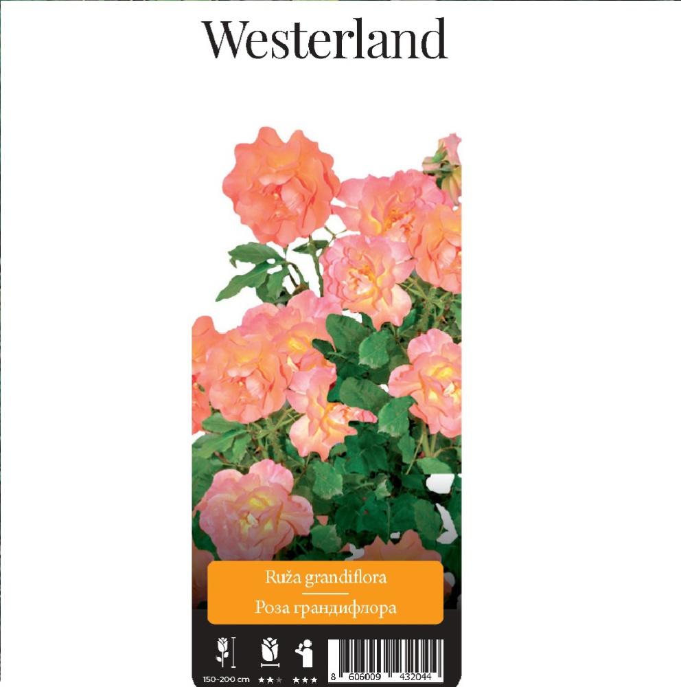 Роза Вестерленд грандифлора 1шт/ Westerland /20