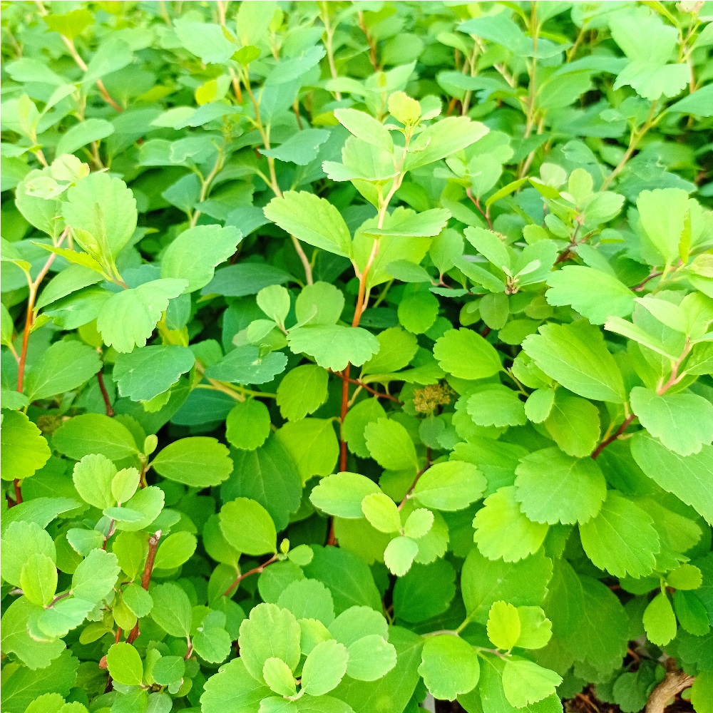 Спирея березолистная Тор С2 20-30 1шт