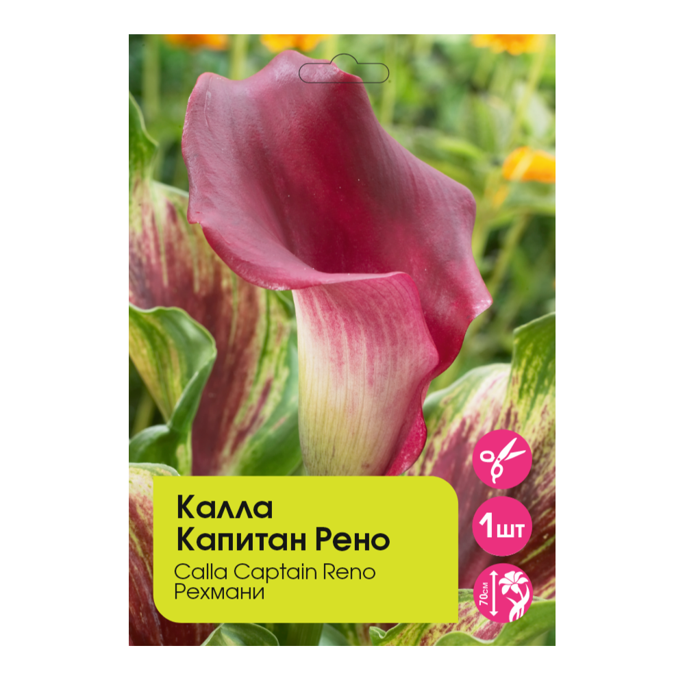 Калла Капитан Рено 12/14 1шт /Calla Captain Reno