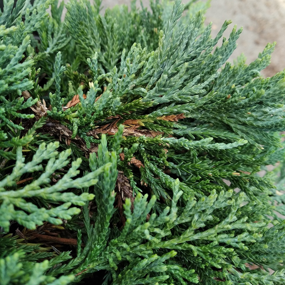 Можжевельник горизонтальный Вилтони С5 (высота 30-40см) 1шт/Juniperus horizontalis Wiltonii