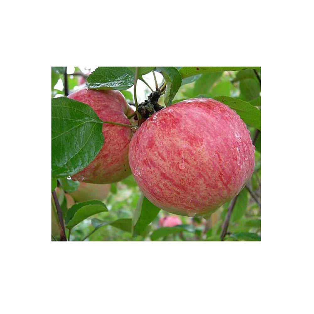 Яблоня Коричное полосатое (подвой 54-118, полукарликовый) (в сетке) 1шт