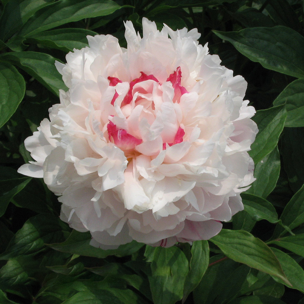 Пион молочноцветковый Тибетский жемчужный пион 1шт/Paeonia Fen Pan Cang Zhu (Фэн Пан Цан Чжу)