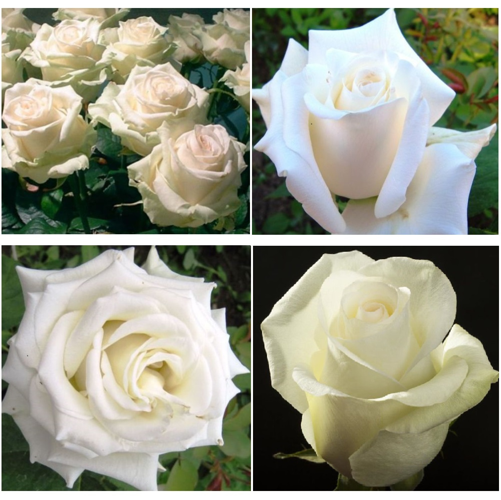 Роза Доломит Чайно-гибридная 1шт /Dolomite/20