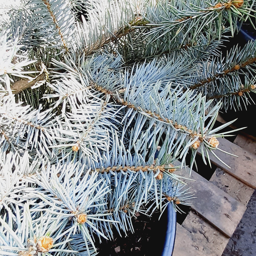 Ель колючая Эдит в горшке 30л, 1шт