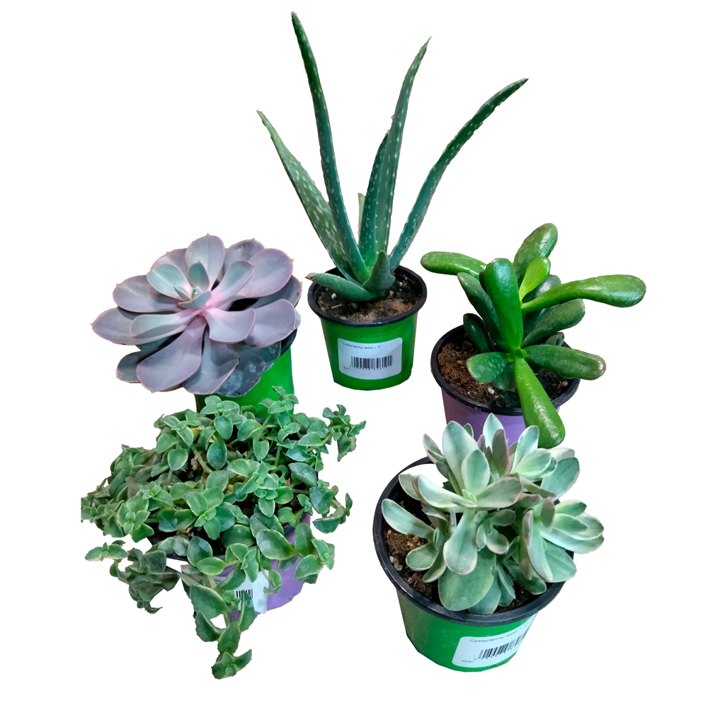 Суккуленты микс в горшке диаметром 11см, в ассортименте/ 1шт