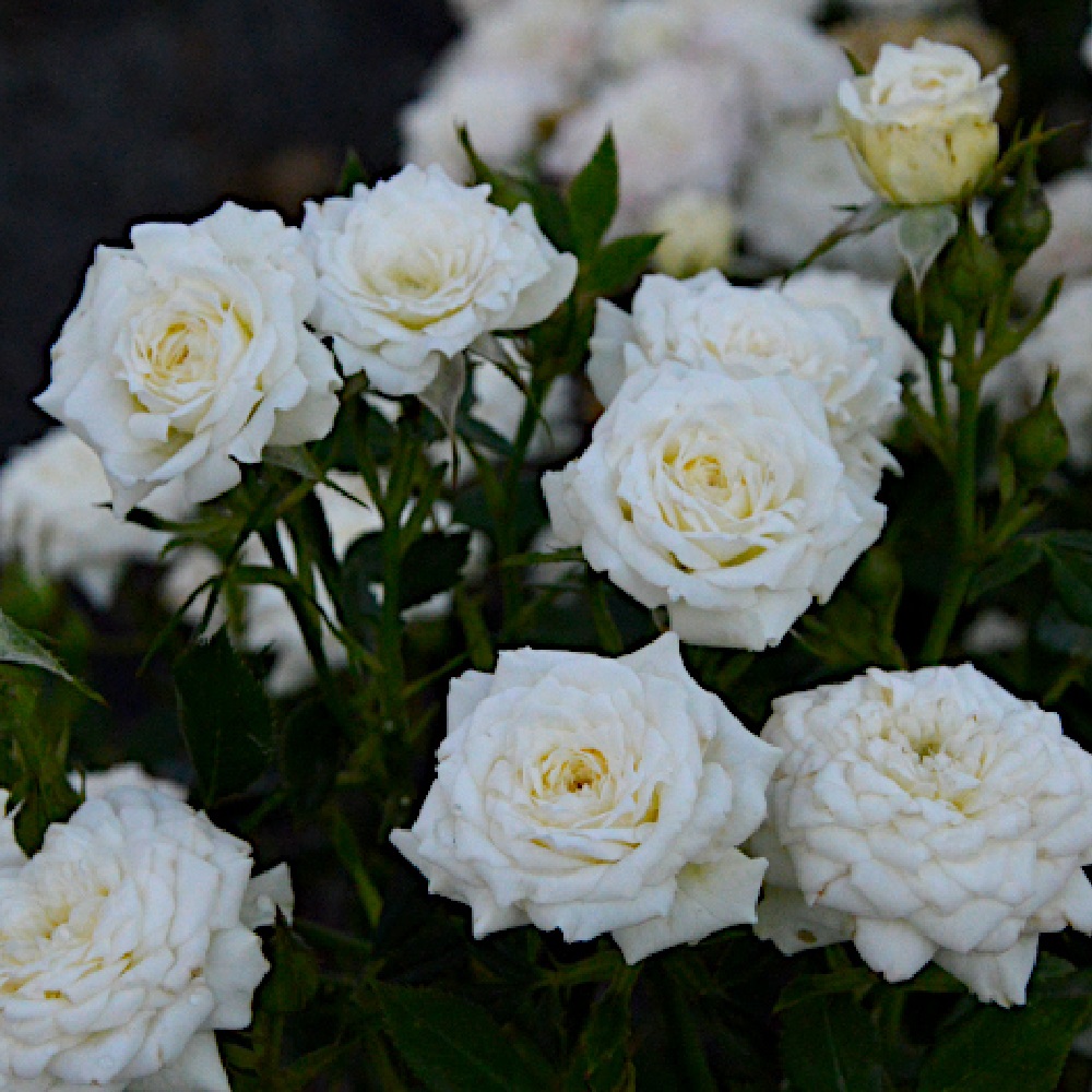 Роза Вайт Джем миниатюрная 1шт./White Gem /20