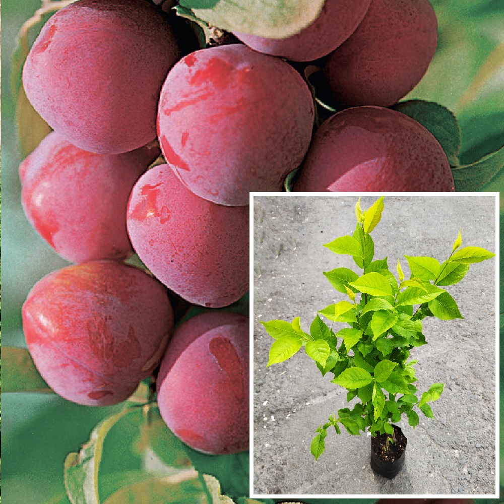 Слива Веста в контейнере 3л (саженец 2х летний)/ 1шт