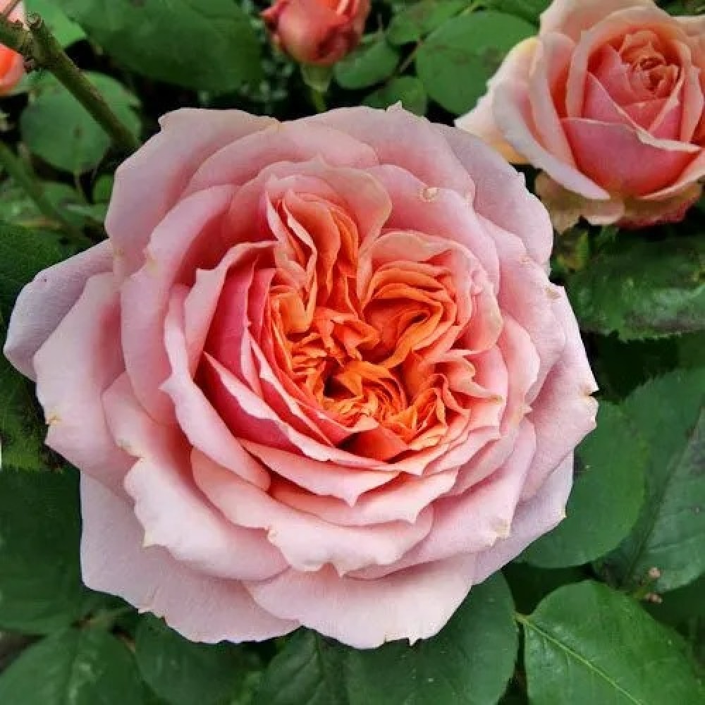 Роза Поль Бокюз шраб 1шт /12