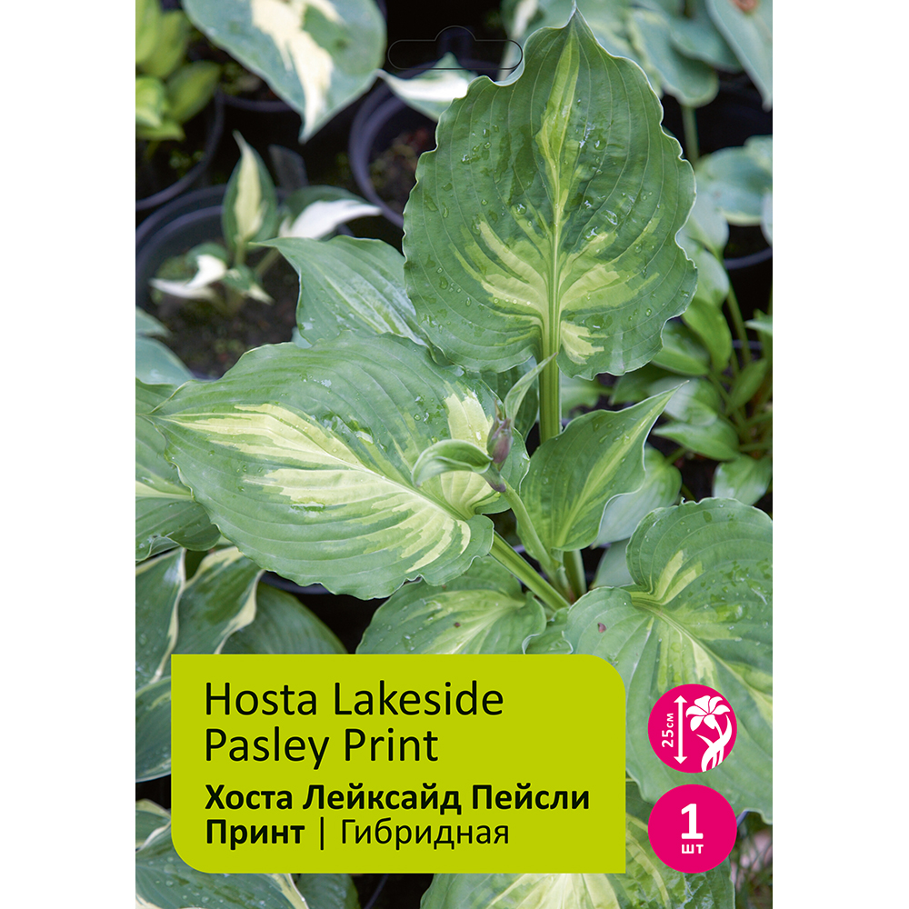 Хоста Лейксайд Пейсли Принт 1шт/Hosta Lakeside Pasley Print