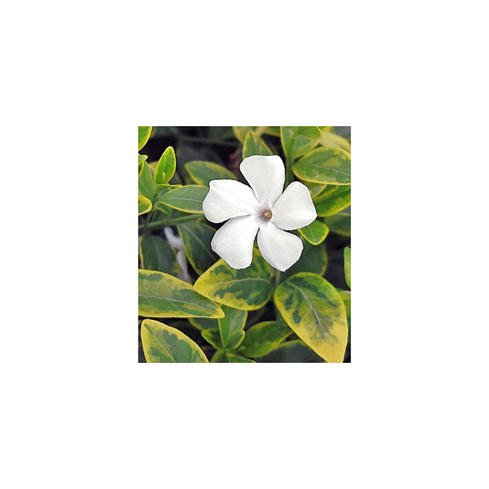 Барвинок малый Альба Вариегата Р9 1шт/Vinca minor Alba Variegata