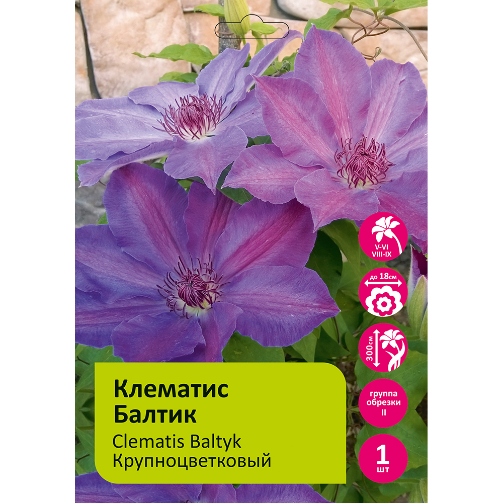 Клематис Балтик 1шт гр.обрезки 2 /Clematis Baltyk 