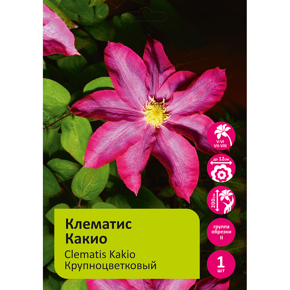 Клематис Какио 1шт гр.обр. 2 /Clematis Kakio PINK CHAMPAGNE