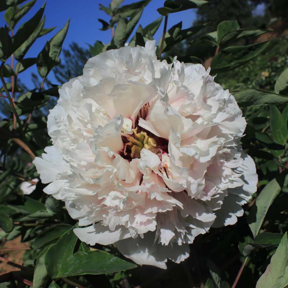 Пион древовидный Сияющая тишина снега 1шт/Paeonia Jing Xue Ying Hui (Цзин Сюэ Инь Хуэй)