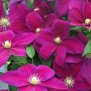 Клематис Сансет 1шт гр.обрезки 3 / Clematis Sunset